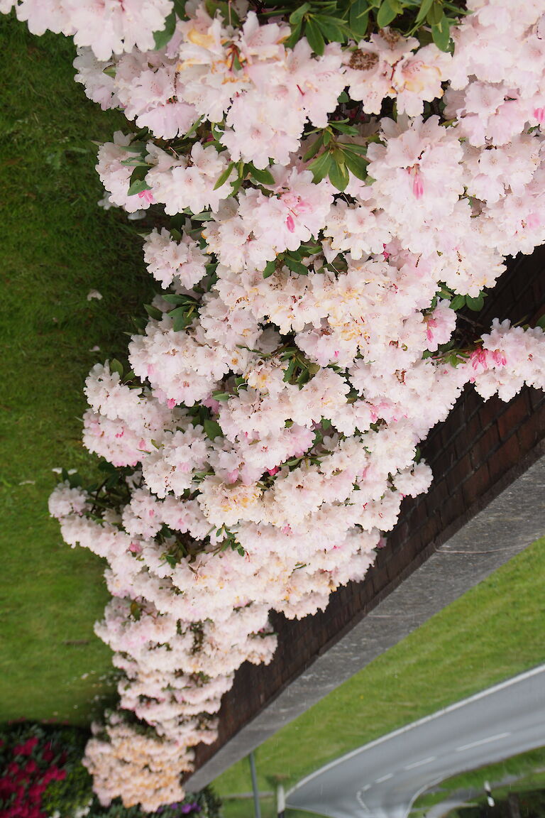 Rhododendron yakushimanum Dreamland Hecke