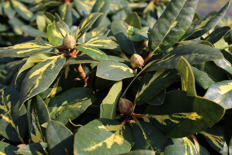 Rhododendron 'Goldflimmer'