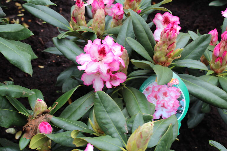 Rhododendron 'Hachmanns Charmant'