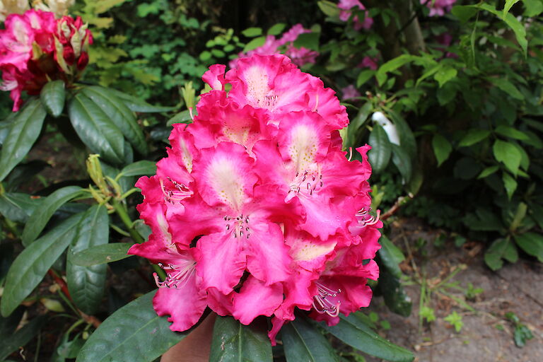 Rhododendron Berlinale