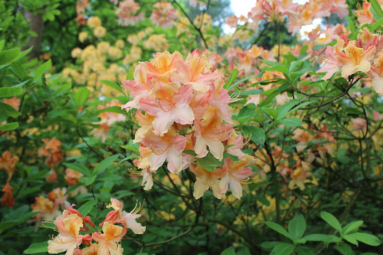 Rhododendron