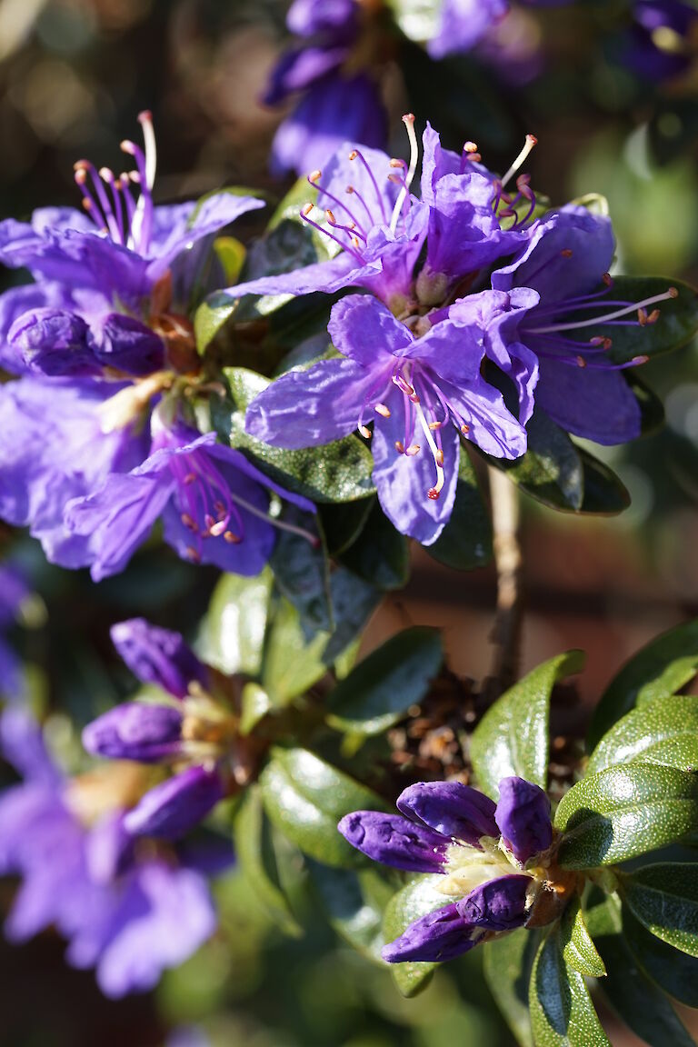 Rhododendron impeditum