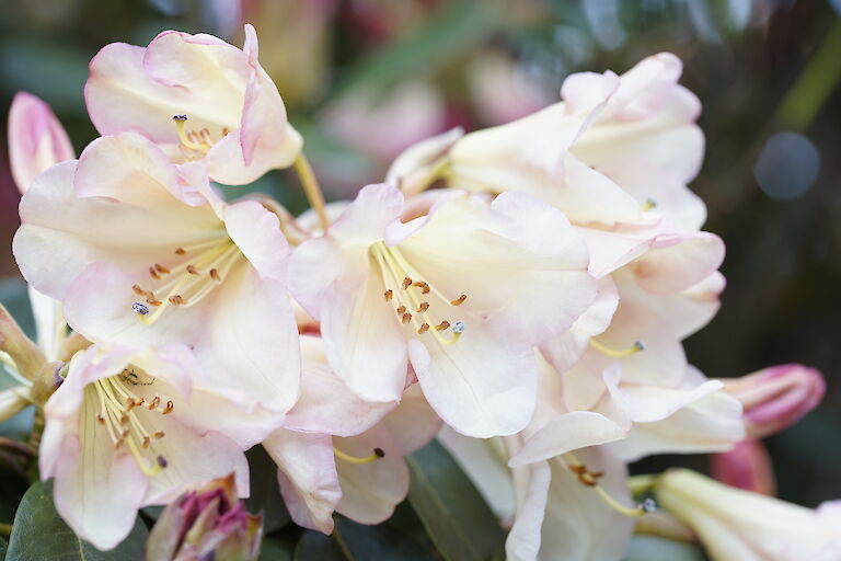 Rhododendron Carita Cream