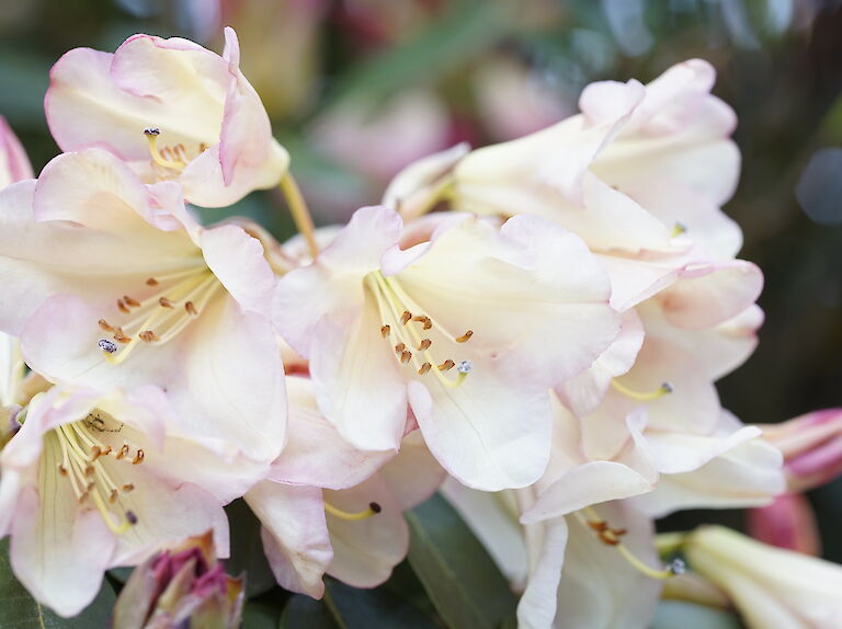 Rhododendron Carita Cream