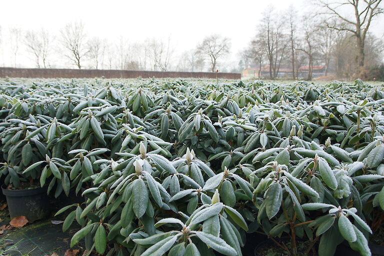 Rhododendron Winter Containerfläche