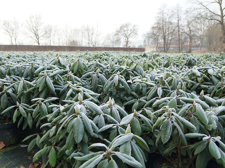 Rhododendron Winter Containerfläche