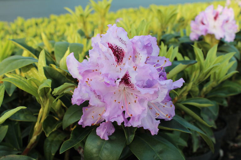 Rhododendron Blue Peter