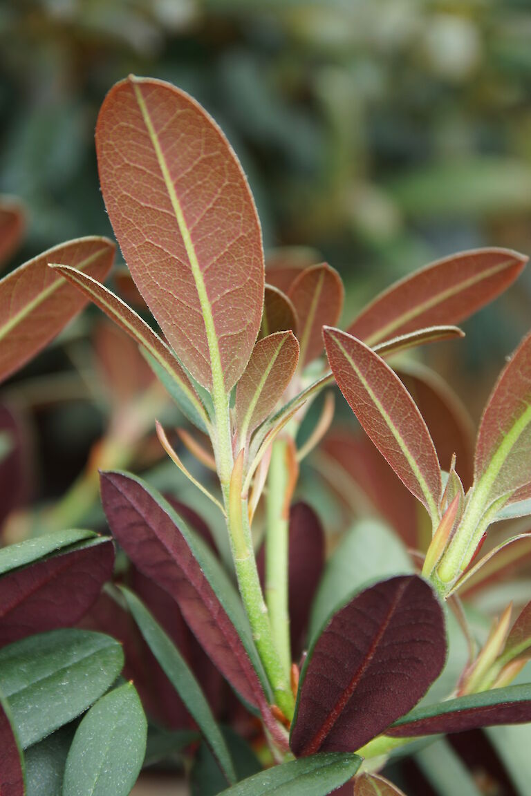 Rhododendron neriiflorum 'Burletta'