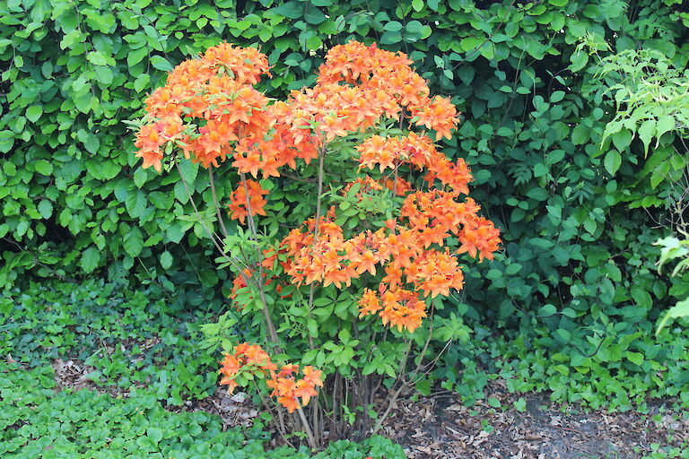 Rhododendron luteum