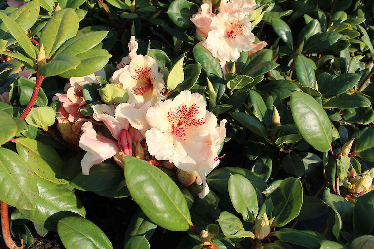 Rhododendron Viscy