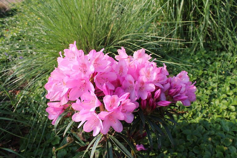 Rhododendron 'Graziella'