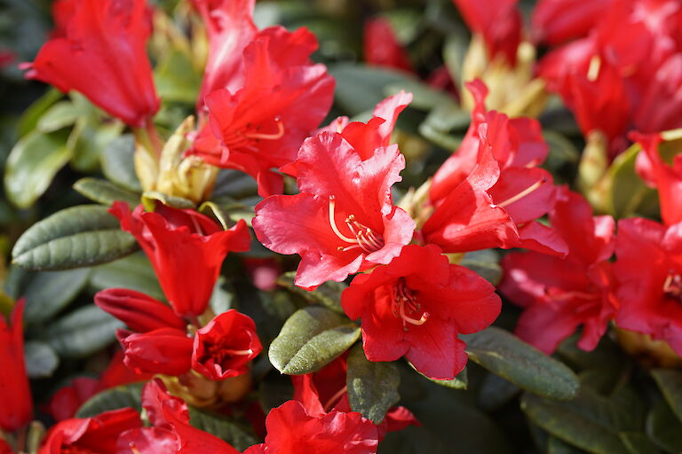 Rhododendron repens Bengal