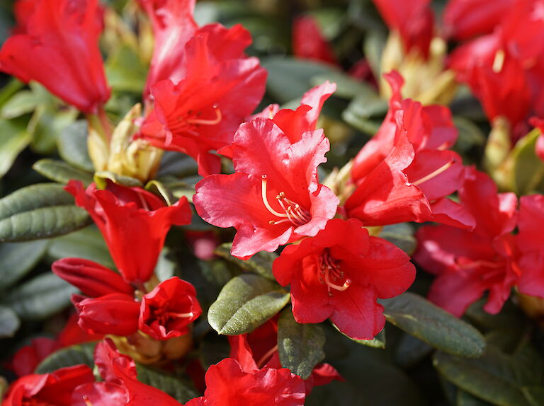 Rhododendron repens Bengal