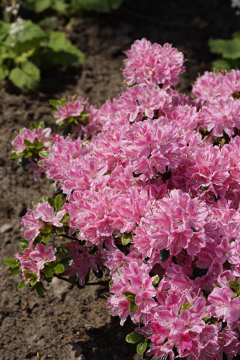 Rhododendron obtusum Kermesina Rose