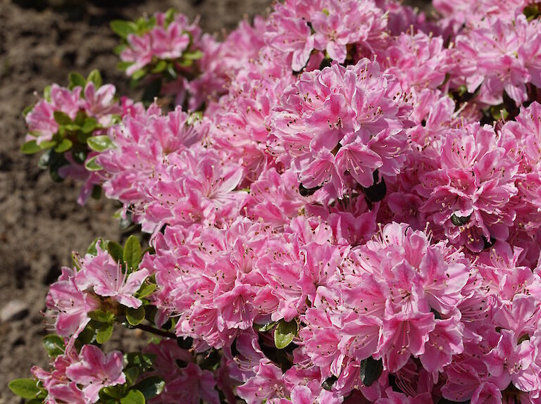 Rhododendron obtusum Kermesina Rose