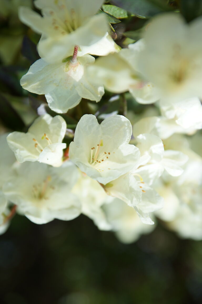 Rhododendron Tow Head