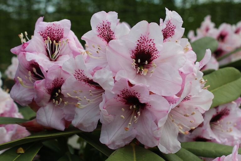 Rhododendron calophyton Sarasto