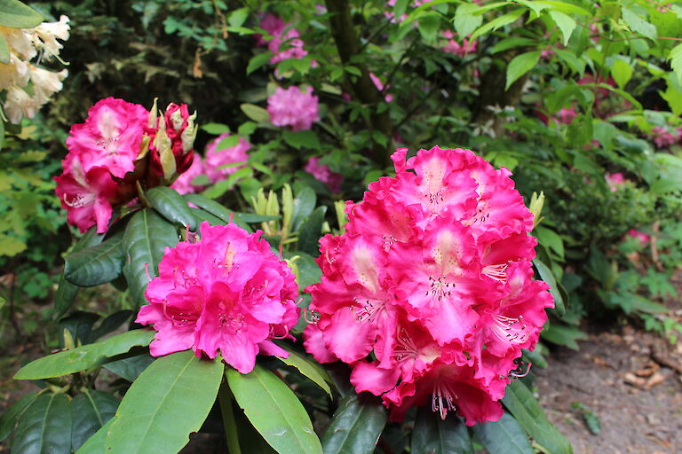 Rhododendron Berlinale und Katharina van Tol