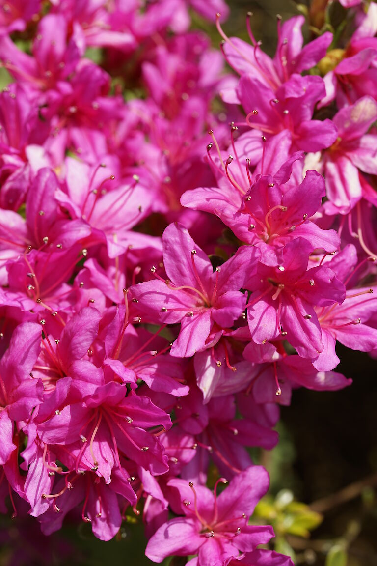 Rhododendron obtusum pink