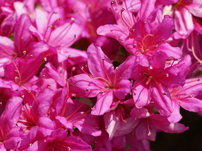 Rhododendron obtusum pink