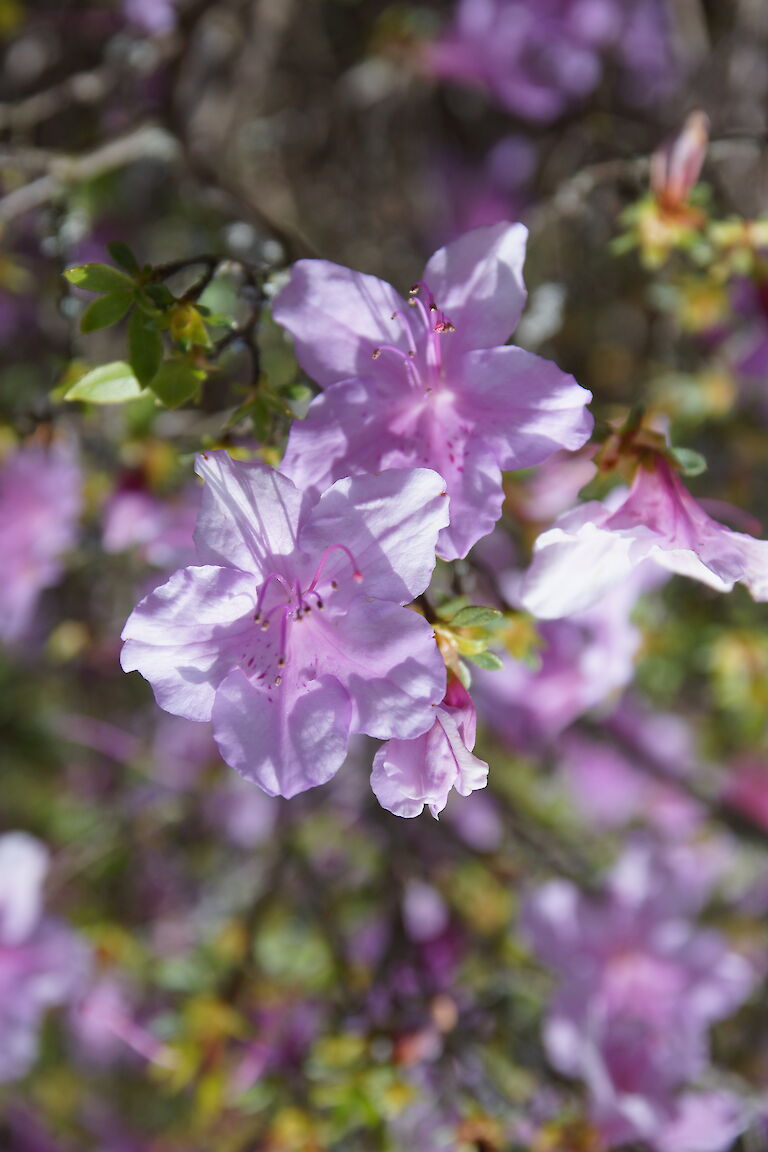 Rhododendron obtusum Lavenda