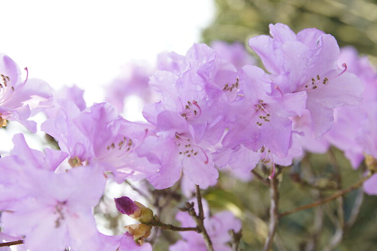 Rhododendron carolinianum PJ Mezitt