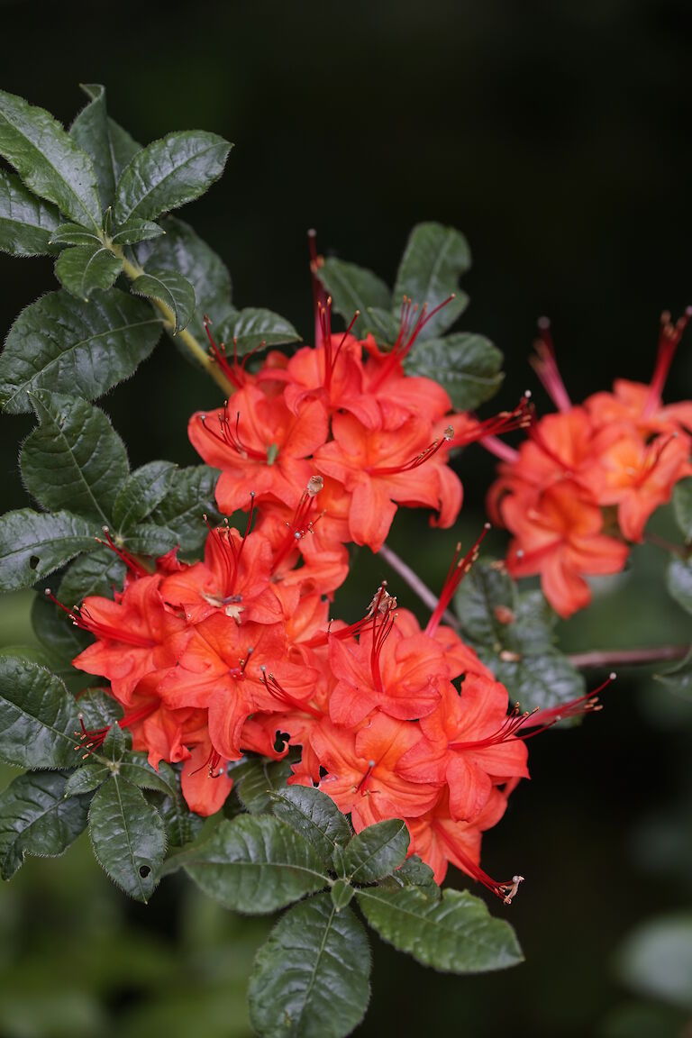 Rhododendron calendulaceum