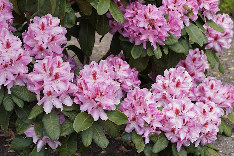 Rhododendron Furnivall's Daughter