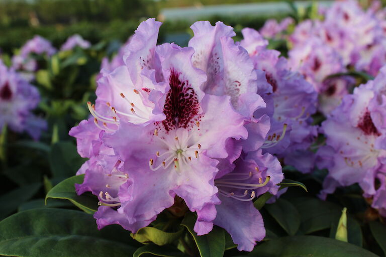 Rhododendron Blue Peter