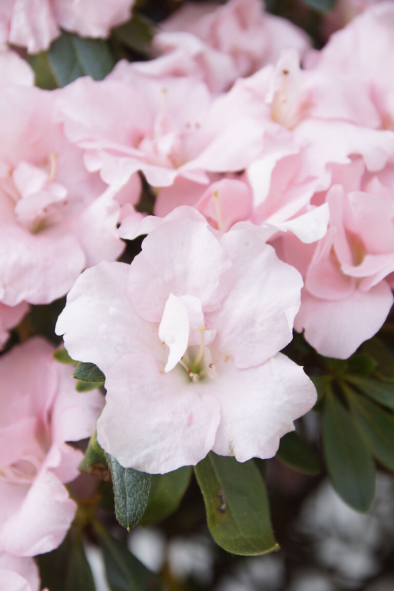 Rhododendron obtusum rosa