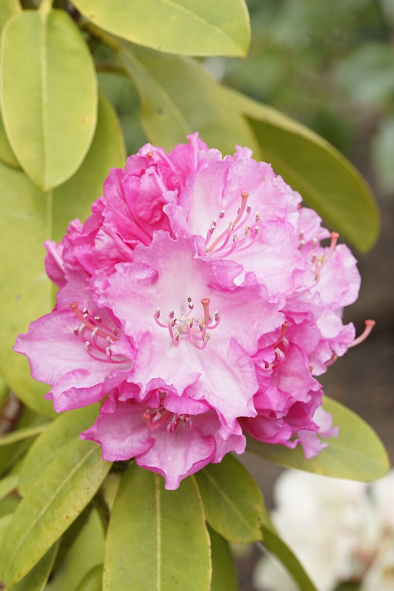 Rhododendron Rosa Millenium