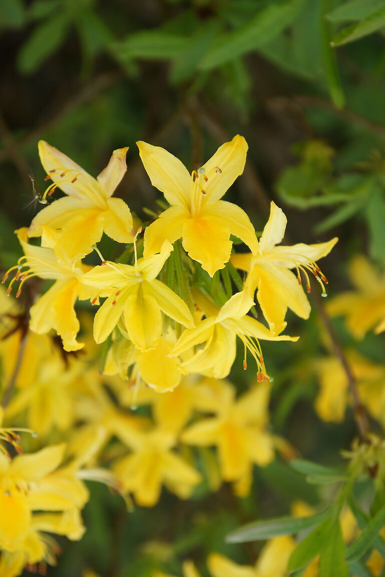 Rhododendron luteum