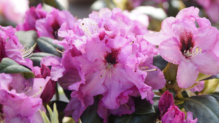 Rhododendron Ornament