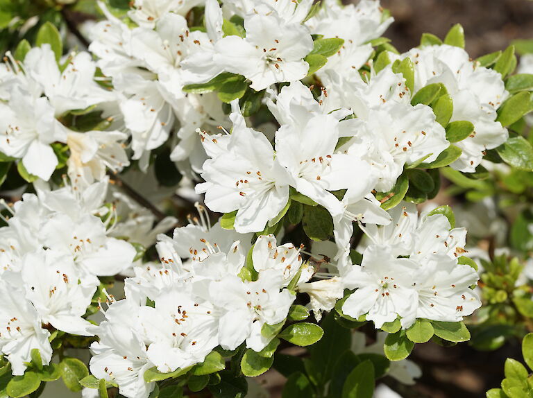 Rhododendron obtusum Diamant Weiß