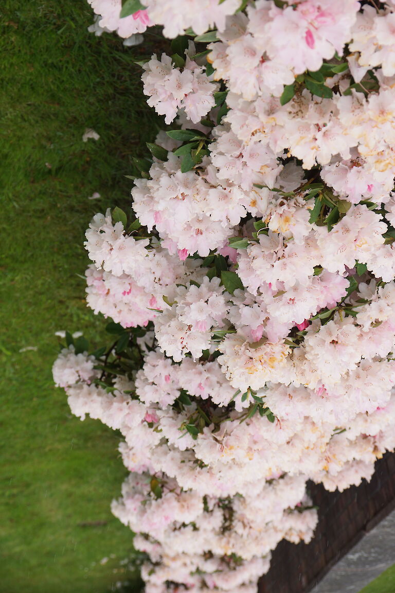 Rhododendron yakushimanum Dreamland Hecke