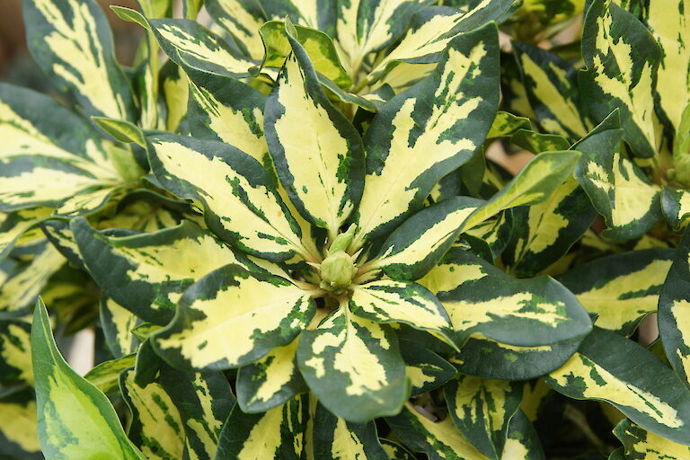 Rhododendron 'Blattgold'