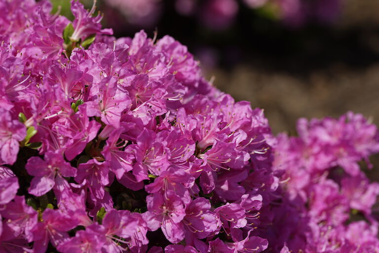 Rhododendron obtusum Diamant Purpur