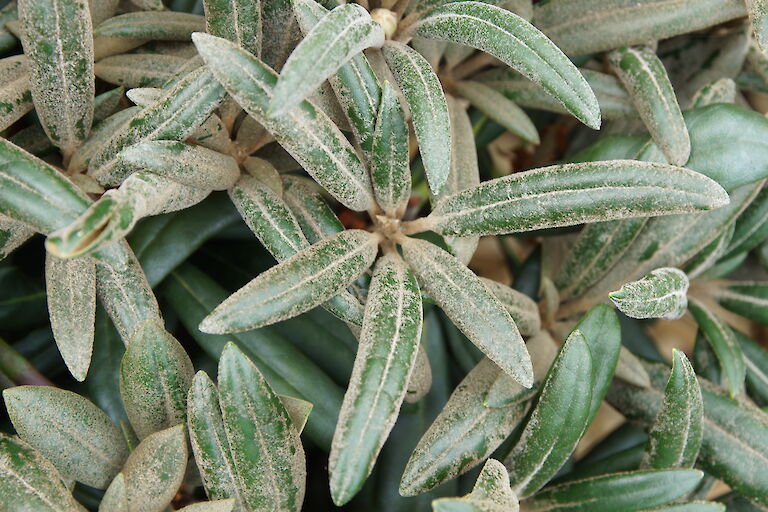 Rhododendron makinoi 'Makiyak'