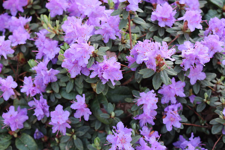 Rhododendron impeditum 'Ramapo'