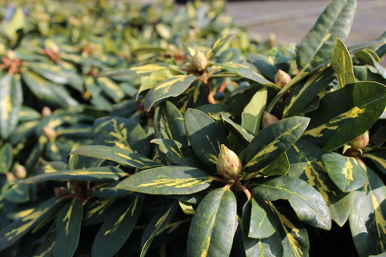 Rhododendron 'Goldflimmer'