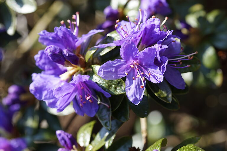 Rhododendron impeditum