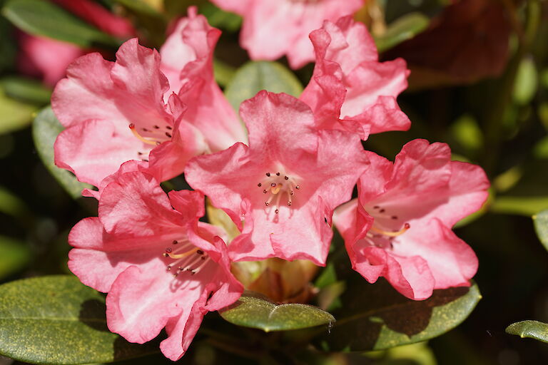 Rhododendron yak. Lampion