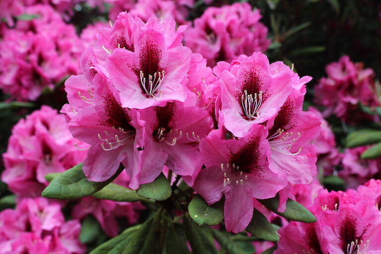 Rhododendron Hybr. 'Edeltraud'