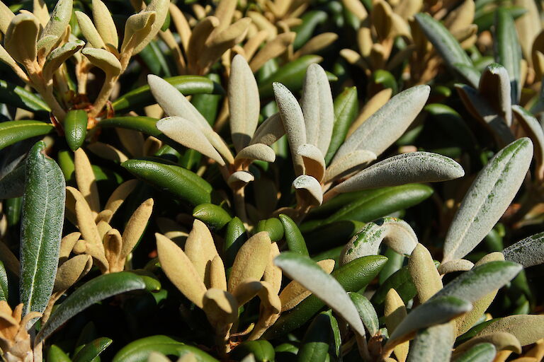 Rhododendron yakushimanum 'F.C.C.'