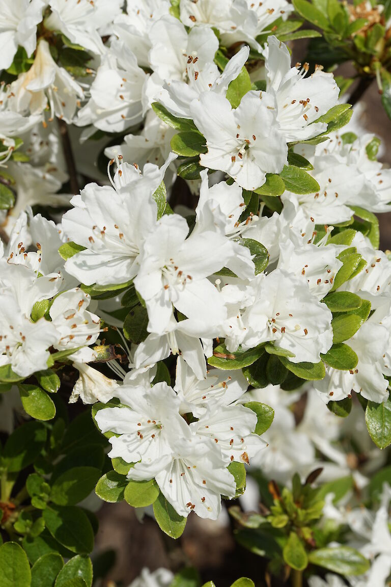 Rhododendron obtusum Diamant Weiß