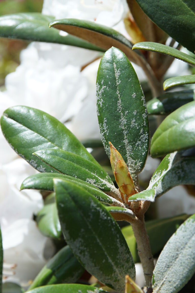 Rhododendron 'Hydon Velvet'