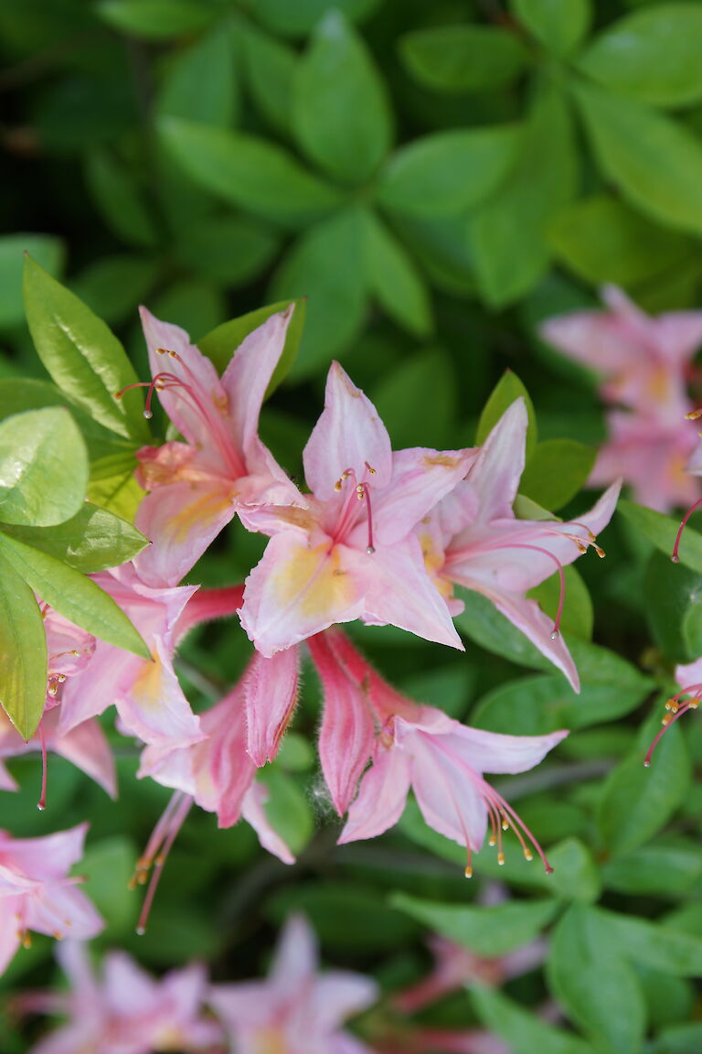 Rhododendron luteum 'Heureuse Surprise'