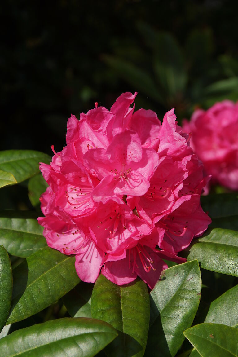 Rhododendron Homer