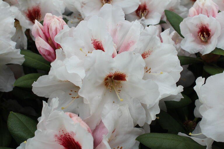 Rhododendron Blüte - yak. 'Bohlkens Snow Fire'