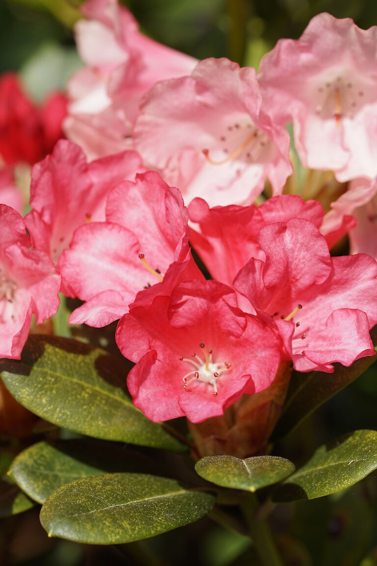 Rhododendron yak. Lampion